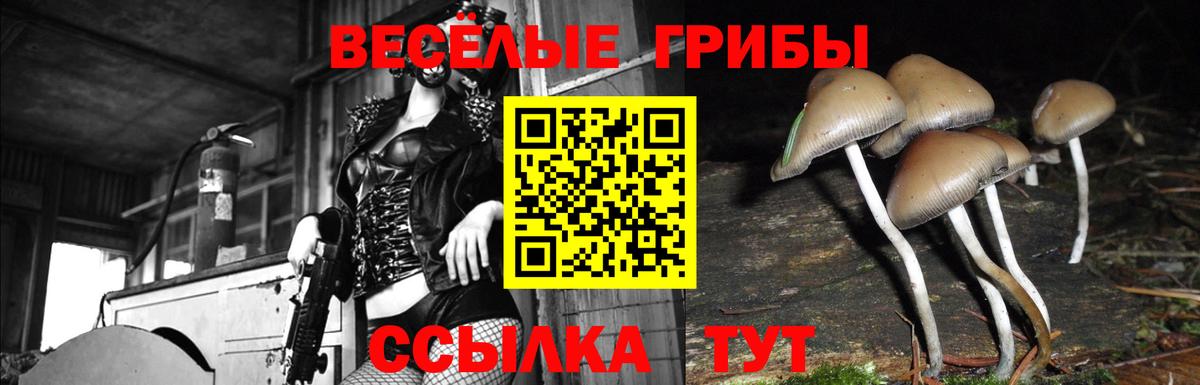 Шарыпово  цена   Псилоцибиновые грибы прущие грибы  Вход с VPN  Псилоцибиновые грибы GOLDEN TEACHER 